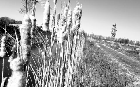 Midwinter en leren van de natuur in Coronatijd