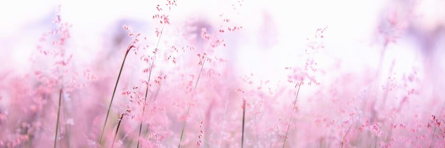 Mini-retraite Zomerstroming (Qigong – Adem – Soundhealing)